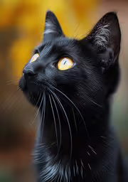 a black cat with yellow eyes looking up,a black cat with yellow eyes looking at the camera