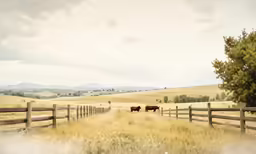 a group of cattle standing on top of a dry grass field