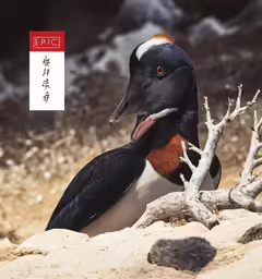 a close up of a bird on a rock
