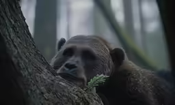 a bear leaning on the side of a tree looking around
