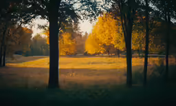 the yellow sun shines through the trees