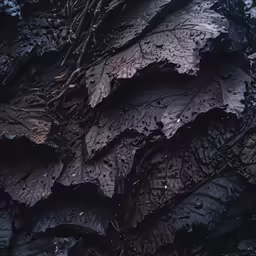 an image of a leaf that is being collected