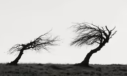 two trees standing in an open field near the ocean