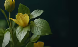 a yellow flower with large leaves on a green stalk