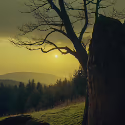 a tree with no leaves on a grassy hill