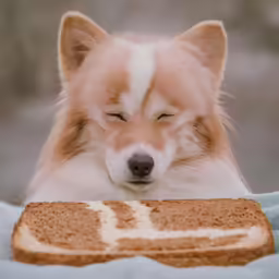 a dog is looking at the bread on the plate