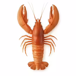 a lobster is in front of the wall