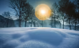 some very pretty snow and trees by a moon