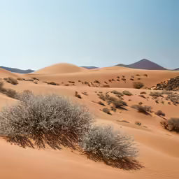 some trees in the sand and plants on them