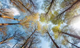 tall, leafless trees in the wilderness are upward from the ground