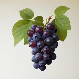 a close - up of some black grapes on a plant