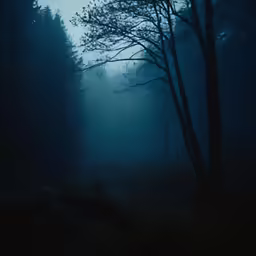 a very dark and foggy forest with tall trees