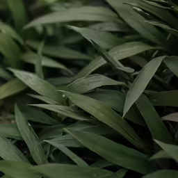 green leaves are shown here to show the morning dew