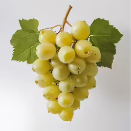 bunches of grapes with leaves and water droplets