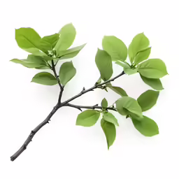 the branch of the plant is still green