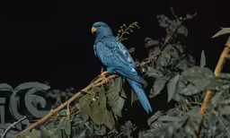 a bird is sitting on a tree branch