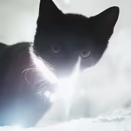 black cat staring at something white and black with blue eyes