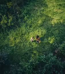 two dogs are sitting together in the field