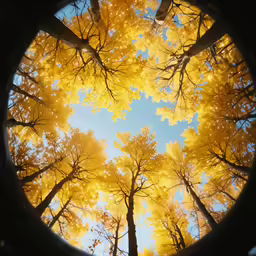 looking up at autumn trees seen from an underwater lens