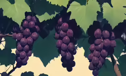 some grapes are hanging on the vine by the leaves