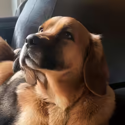a brown dog laying in a chair next to a window