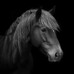 a black horse with white and grey manes