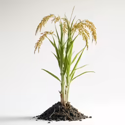 a plant with large leaves and leaves on it