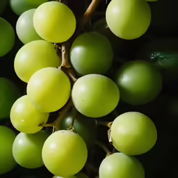 a bunch of grapes on the vine for display