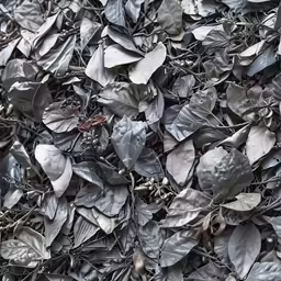 leafy grey color on the ground of a leafy area