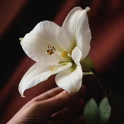 a close up of a person holding white flowers