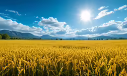 a yellow field of wheat with sun in the distance