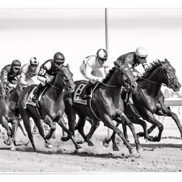 there is a horse that has a number running in the race