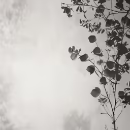 a photo of a tree with its branches, looking up into the sky