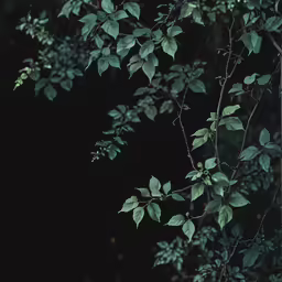 green leaves frame the dark dark background