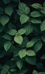 some green leaves are growing on the tree
