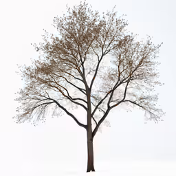 a tree in winter, with snow around it