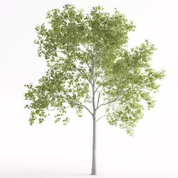 a tree is shown with its leaves showing