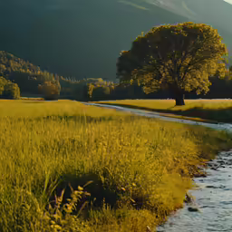 water flows through the foreground near a grassy, dry creekbed