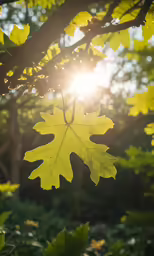 a maple leaf is shining on the sunlight through some leaves