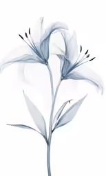 flowers painted with watercolors on white paper