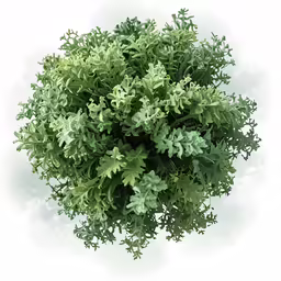 a plant has green leaves in the center