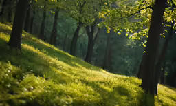 an open field has green grass near many trees