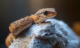 small lizard sitting on top of a large rock