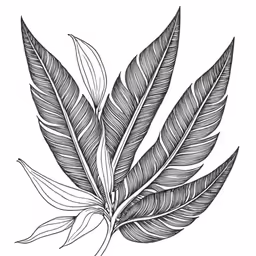 a hand drawn illustration of a leaf