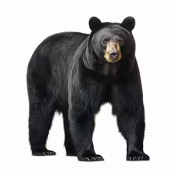 a black bear with its front paws out,a large black bear is standing on one foot