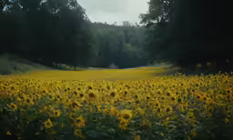 the field of sunflowers is blooming at sunset