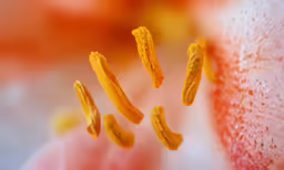 closeup of two stamens showing their stamen structure