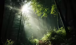 sun shines through the foggy forest in the woods