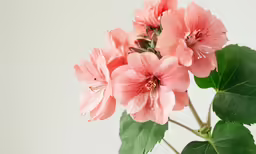 close up of a pink flower with some green leaves
