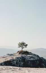 there is a tree that is growing from some rocks